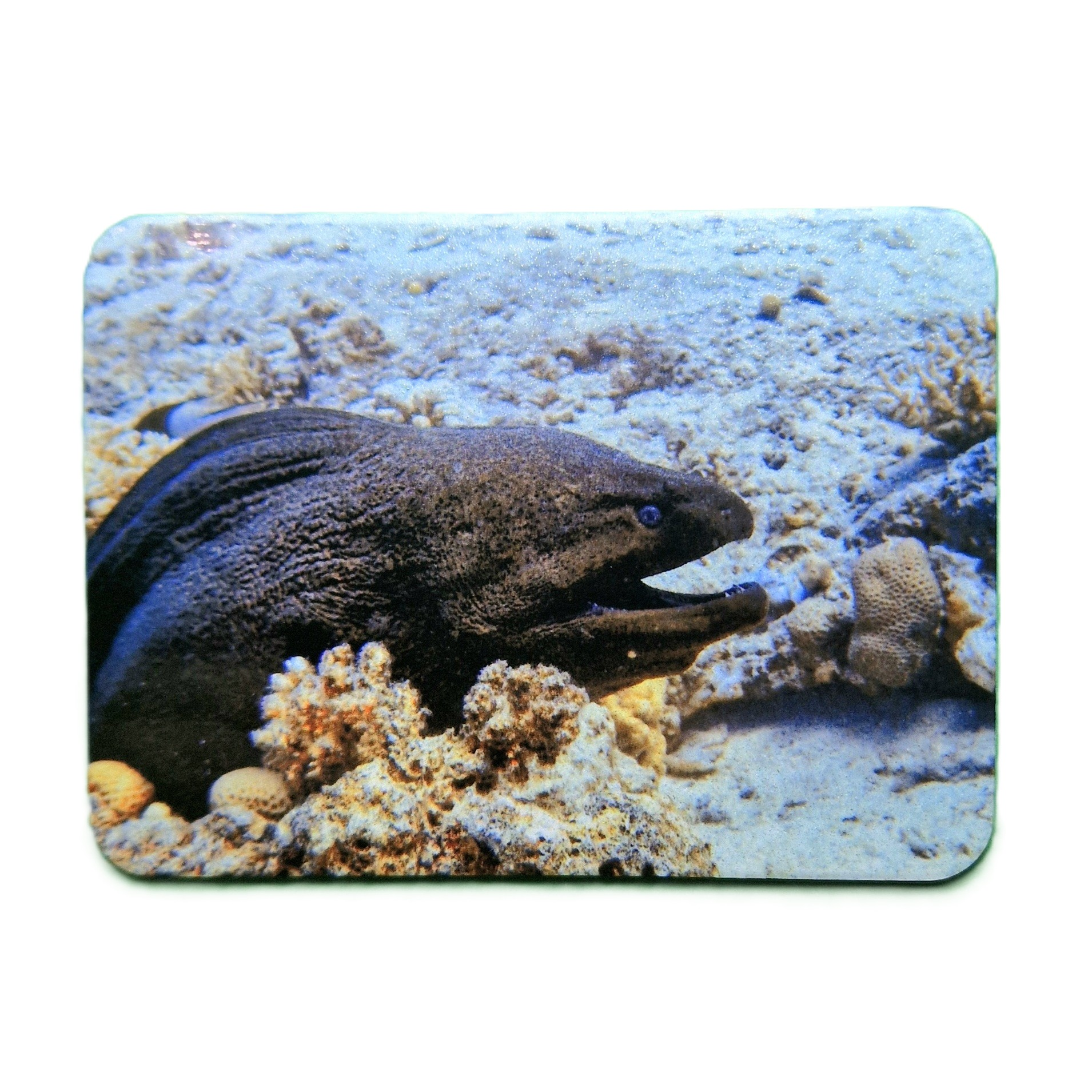 Custom Photo Fridge Magnet | Personalized any Photo Logo Magnet | 5.5 × 7.5 cm |